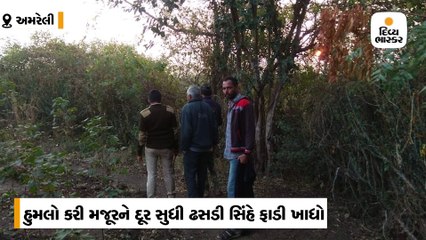 અમરેલીના ડભાળી જીરામાં સિંહે મજૂરને ફાડી ખાધો