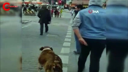Yer: İstanbul... Köpekten insanlara trafik ışığı dersi!
