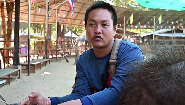 En Thaïlande, le sombre envers du décor pour les éléphants à touristes