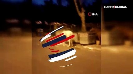 Büyükada'da atlar çöpte yemek ararken görüntülendi
