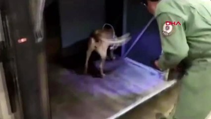 Van yolcu otobüsünde 91 kilo eroin ele geçirildi