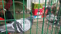 Good Quality Pigeons in This Week Pigeons Market 20-12-201