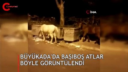 Büyükada'da faytonlar üç ay durduruldu: Başıboş atlar böyle görüntülendi!