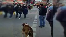 İnsanlar kırmızıda geçti, köpek yeşil ışığın yanmasını bekledi