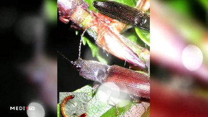 يوميات الفلاح - 23/12/2019