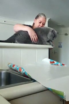 Elle vous montre comment bien emballer votre chat pour Noel