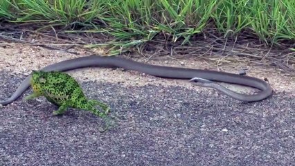 Ce caméléon face à un serpent va être sauvé par une chose incroyable