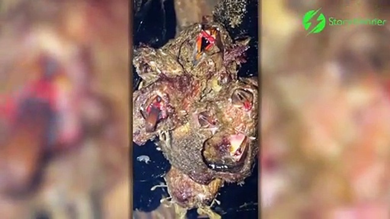 Ceci n'est pas un Alien, c'est un bernacle : animal mysterieux et bizarre