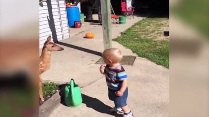 Cette biche fait la toilette à ce bébé...