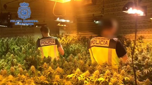 detiene a 4 individuos en Puerto Lumbreras con casi 200 plantas de marihuana