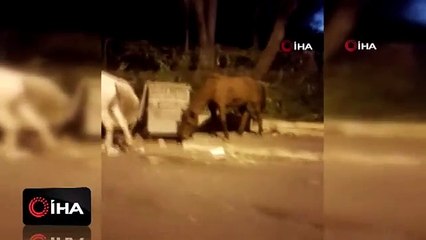 Büyükada'dan yürek sızlatan görüntüler!