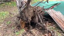 Çanakkale'de Etkili Olan Lodos Dev Ağacı Kökünden Çıkartarak Devirdi