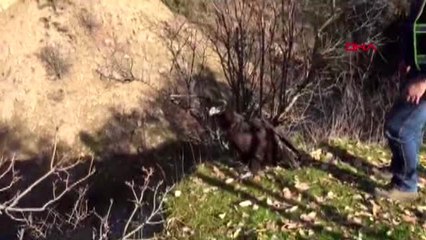 Tedavisi tamamlanan kara akbaba, doğaya bırakıldı
