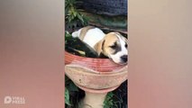 Puppy Cools Off In Water Bowl