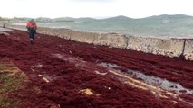 Caddebostan'da sahil yolu yosunla kaplandı, bir kafeyi su bastı