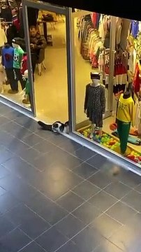 Ce chat rentre jouer dans la vitrine du magasin avec les boules de couleur !