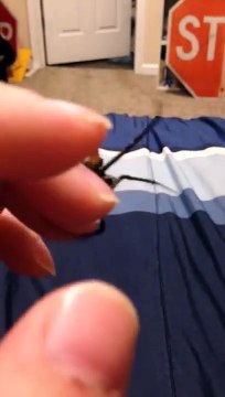 Peur des araignées ? Ne regardez pas cette vidéo ! Elle monte... elle monte..