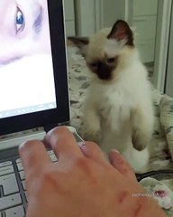 Ces chatons ne veulent pas que tu travailles sur ton ordinateur portable !