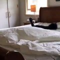 Fainéant, ce chat refuse de bouger du lit quand on changer les draps !