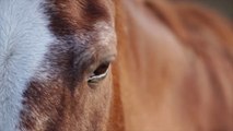 Copyright free horse close view | royalty free horse clip No CopyRight Content | Copyrightfree Video