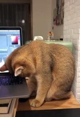 Adam Carrozza - Cat is working hard