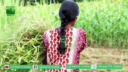 Kisan Diwas 2019 : माटी के लाल किसान | किसान दिवस पर Green TV का किसानो को सलाम
