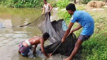 Catfish catching from pound by people । Big and baby catfish