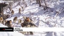 شاهد: حيوانات جبال الصين يستمتعون بموسم الثلوج