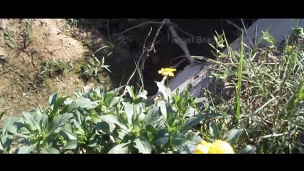 Crianças á venda tratar aqui- O filme