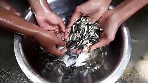 Small bata fish