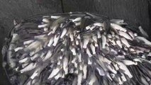 Grass curp fish video - Grass curp fish farming/fishing