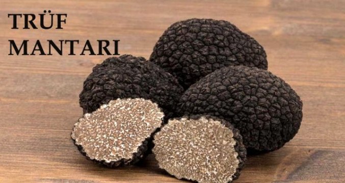 Ticaret Bakanlığı trüf mantarı ihalesi ne zaman yapılacak? Ticaret Bakanlığı trüf mantarı ihalesi şartları