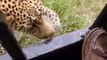 Turista graba cómo un leopardo jueguetea con su pierna durante un safari