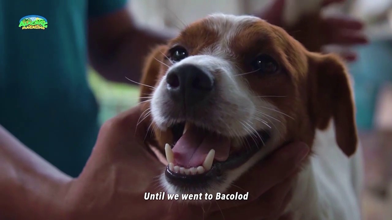 ALAGANG MAGALING  S12 EP2 - PET OPTIONS JOSE VALIENTE VALENCIA_