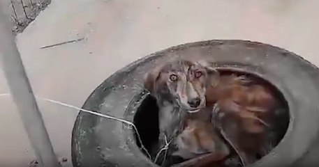 Takis Shelter, il découvre un chien vivre dans un pneu