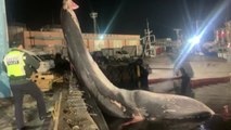 우리나라 역대 두 번째 추정 대형 고래 사체 발견 / YTN