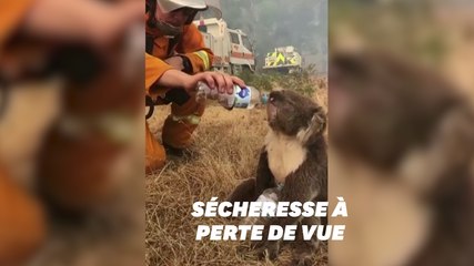 Descargar video: Ces pompiers ont désaltéré un koala assoiffé au milieu des feux en Australie