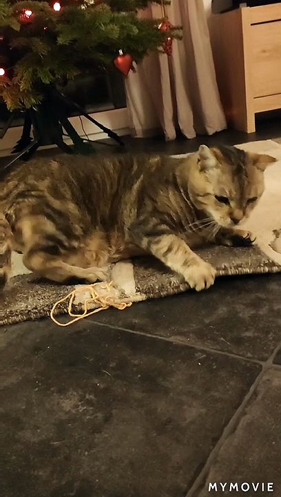 Chat Malo Noël 2019