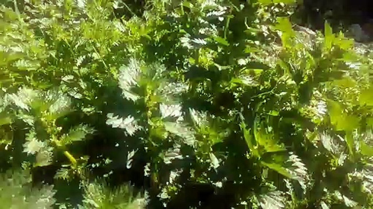 ısırgan otunun faydaları ısırgan otunun yaprağının​ ve çayının faydaları yararları nelerdir