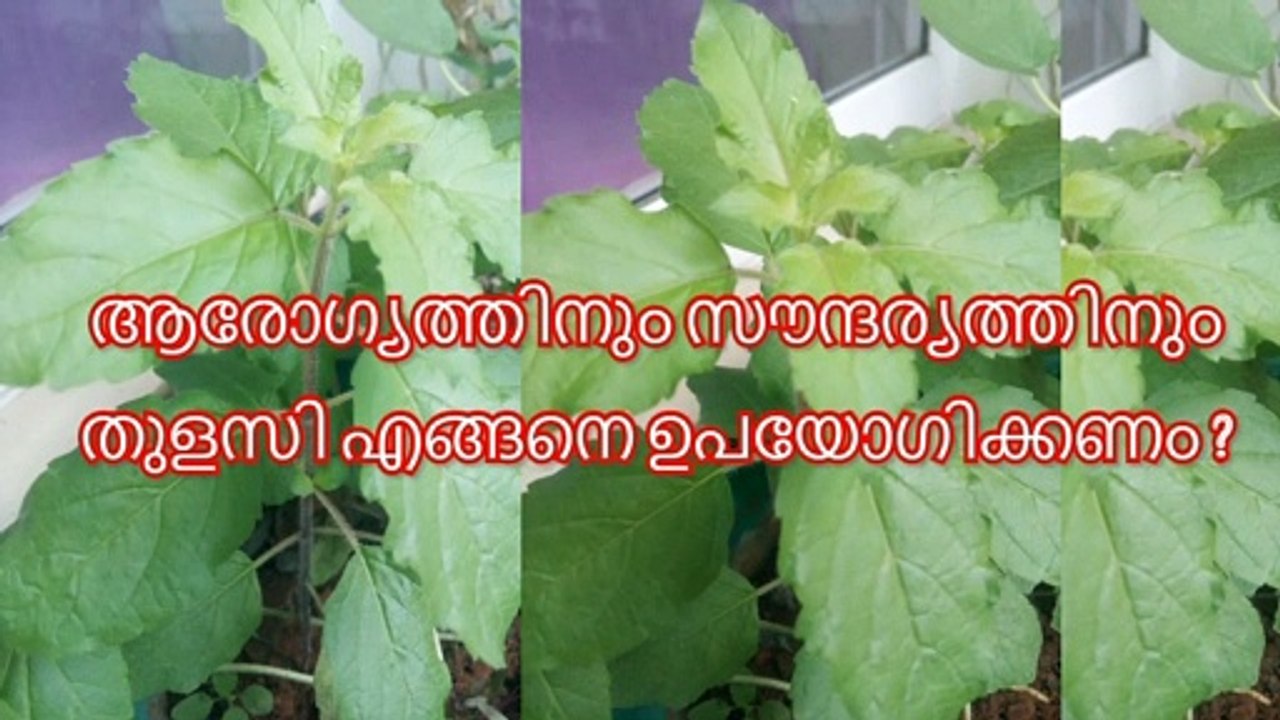 ആരോഗ്യത്തിനും സൗന്ദര്യത്തിനും തുളസി എങ്ങനെ ഉപയോഗിക്കണം /Natural home remedy for cough and cold/How to use Tulsi for cough and cold/How to cure cold at home