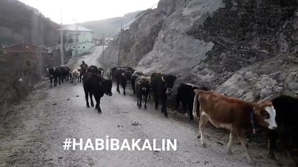 Bu ses dünyaların en güzel notalarından bile daha doğal ... #HABİBAKALIN