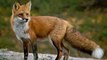 El pequeño zorro no suelta la presa, ni cuando el águila se lo lleva en volandas