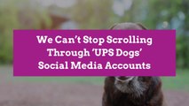 We Can’t Stop Scrolling Through ‘UPS Dogs’ Social Media Accounts