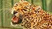 El Rey de los ladrones: feroz pelea entre dos leopardos