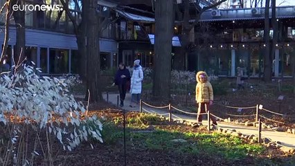 Аномально тёплый декабрь в Москве