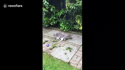 Wait for me! Tortoise tries to chase after Persian cat in England
