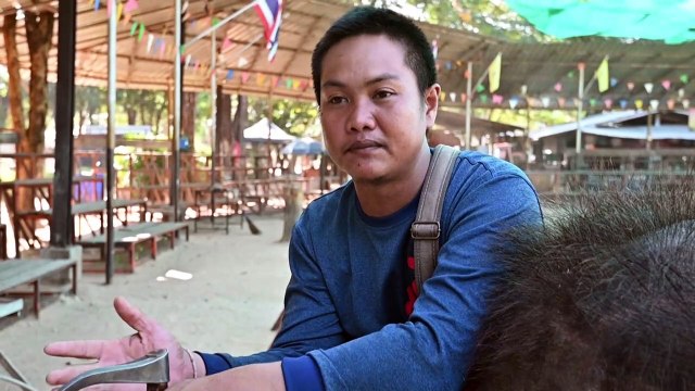 La esclavitud de los elefantes en Tailandia debido al turismo de animales