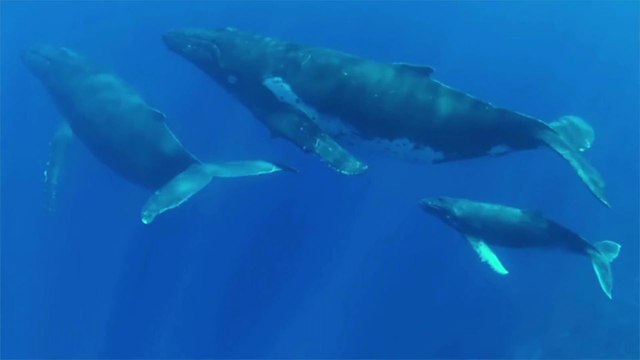 Humpback Whales Are Frolicking in Maui Right Now — Here's Why You Should Too