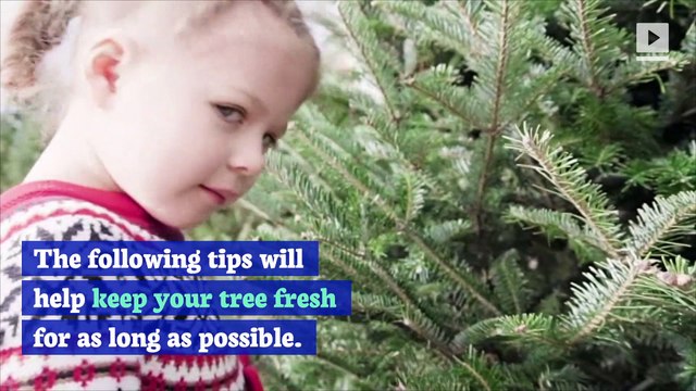 How to Keep Those Christmas Tree Needles on Your Tree