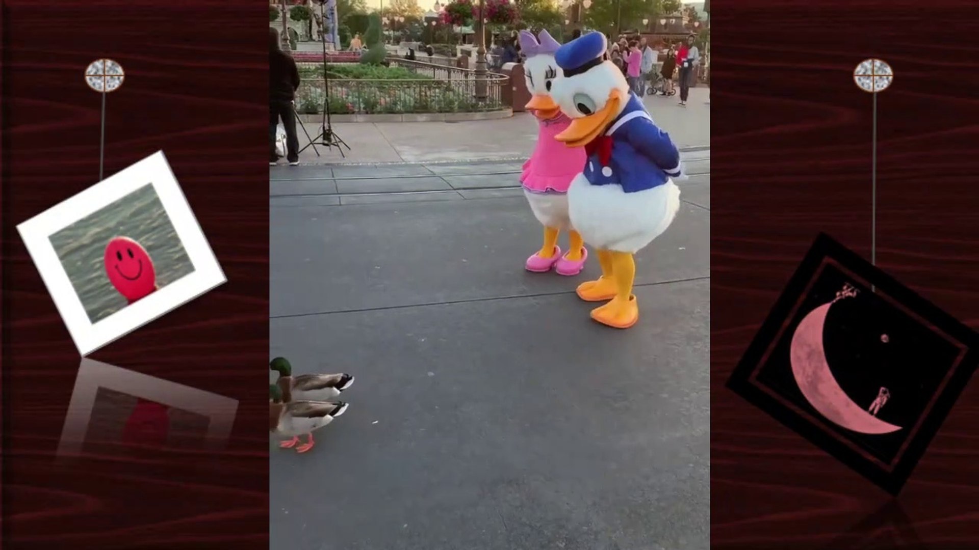 funny videos      videos graciosos